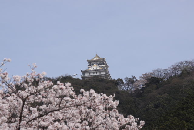 岐阜城と桜