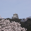 岐阜城と桜