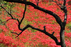 津屋川堤防の彼岸花