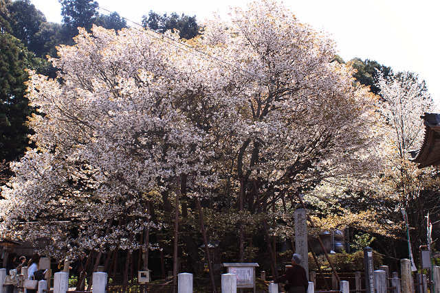 中将姫誓願桜