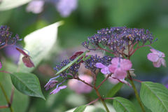 萼紫陽花と蟷螂