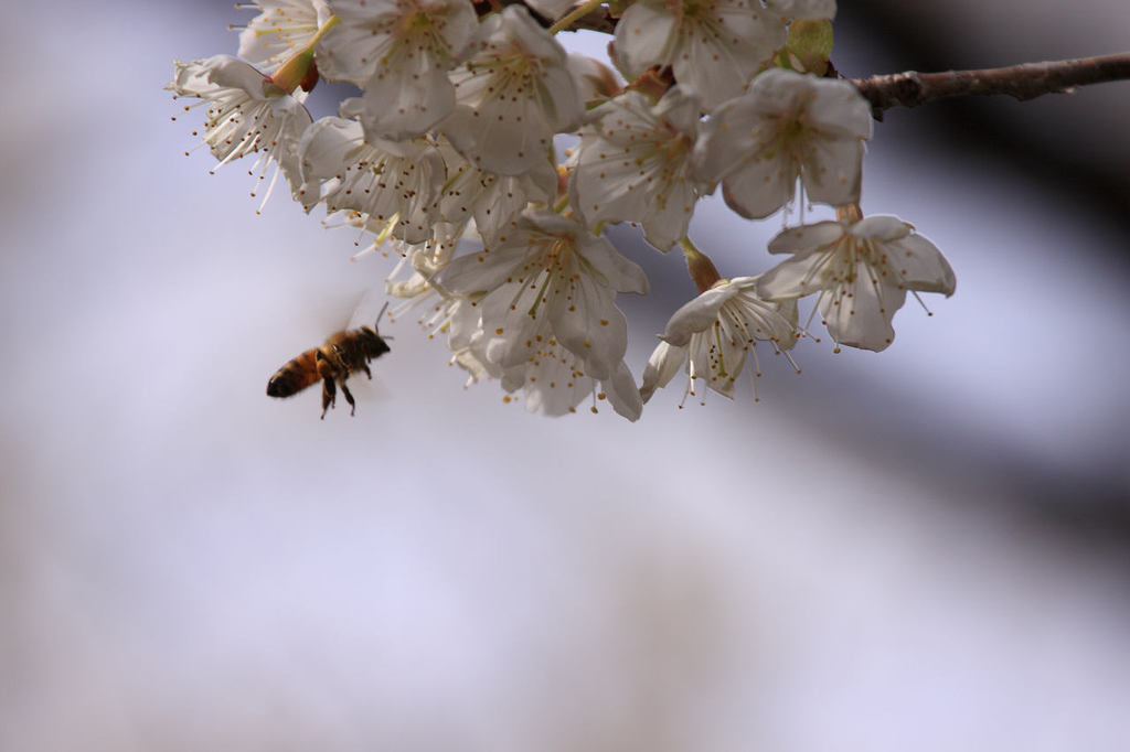 桜と蜂