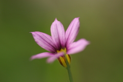 庭石菖（ニワゼキショウ）