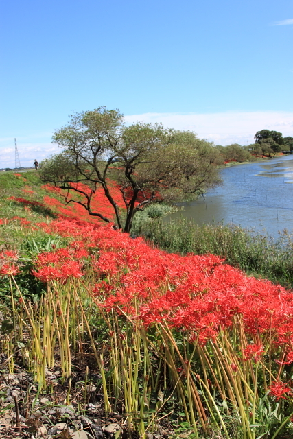 津屋川堤防の彼岸花