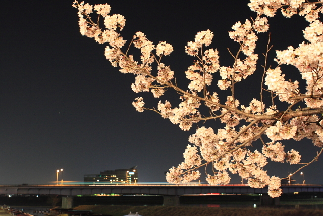 長良川提の桜