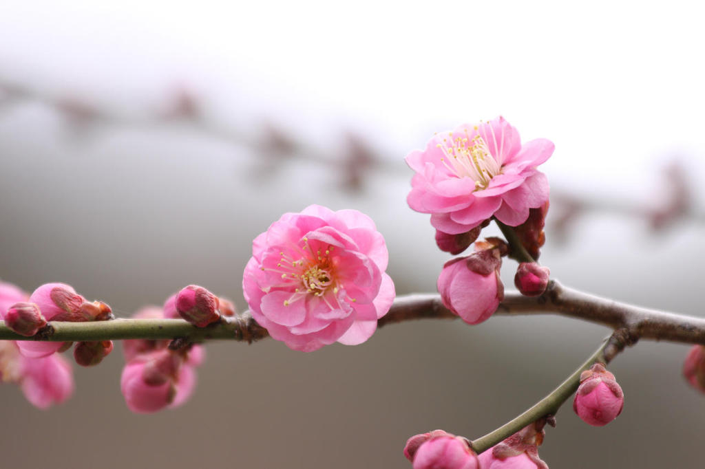 蘇芳梅（すおうばい）
