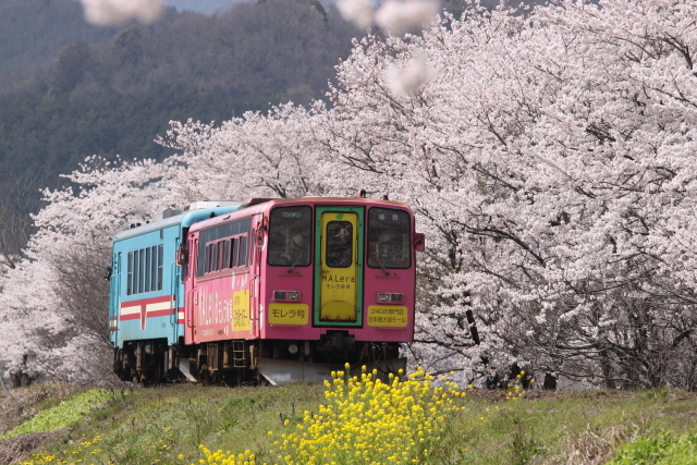 樽見鉄道木知原駅付近