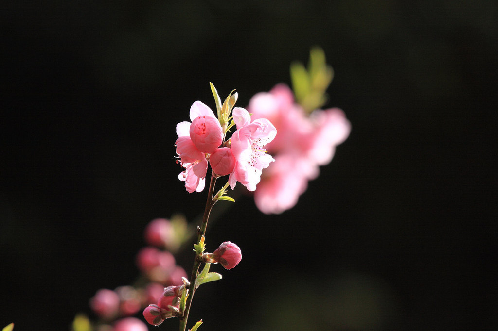 岐阜公園　早咲きの桜