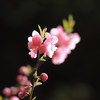岐阜公園　早咲きの桜