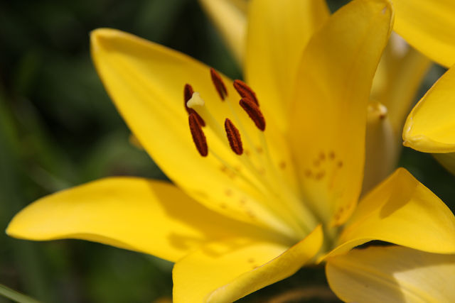 百合