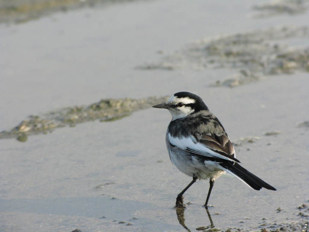 A small bird strolls