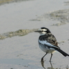 A small bird strolls