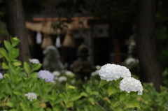 境内紫陽花