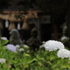 境内紫陽花