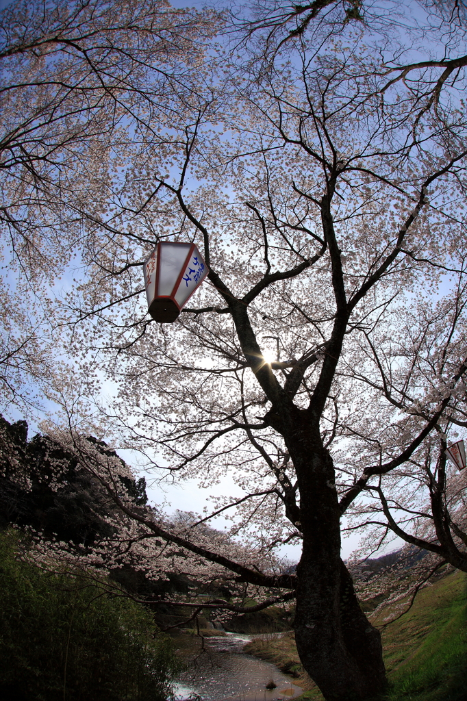 桜八方