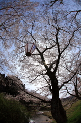 桜八方