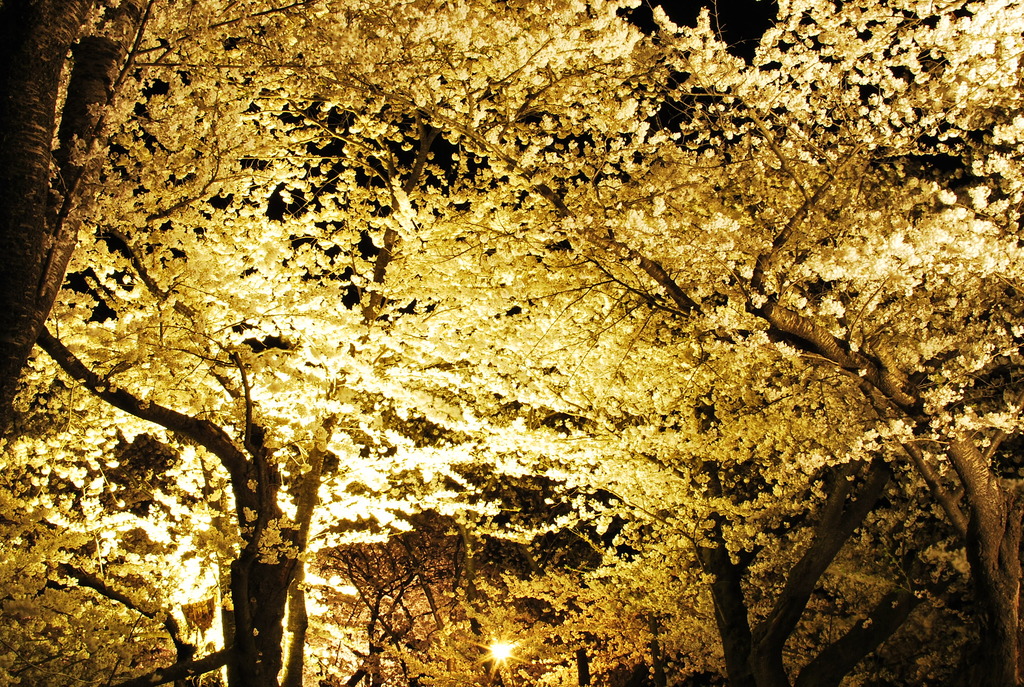 夜桜