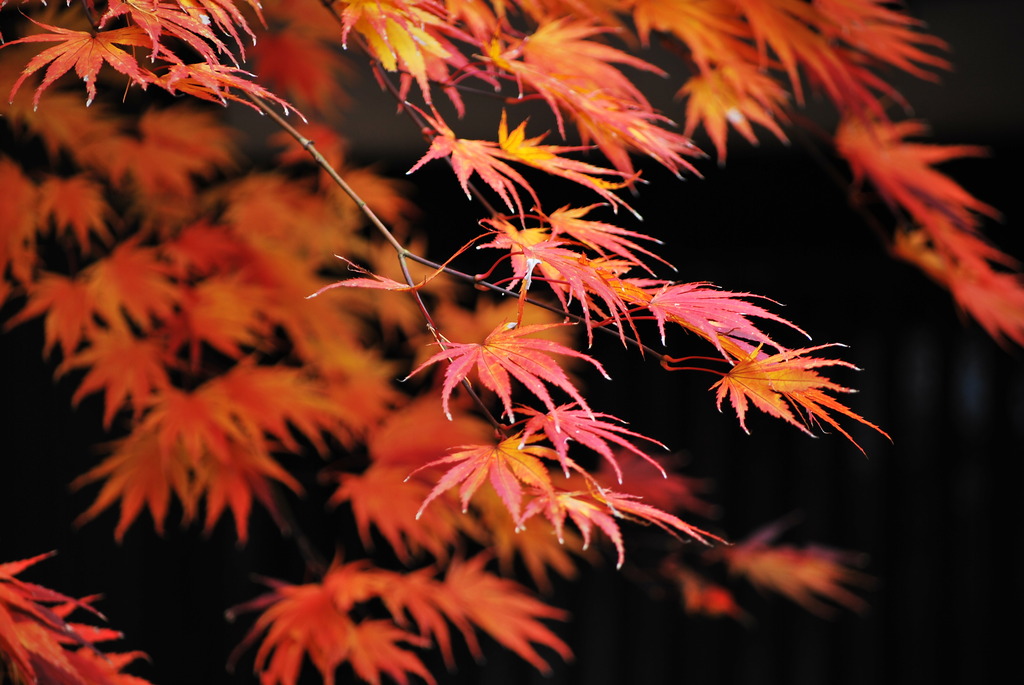 KURENAI