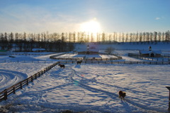 冬の牧場