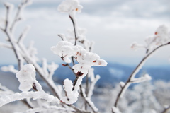 雪の華