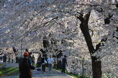 cherry blossom