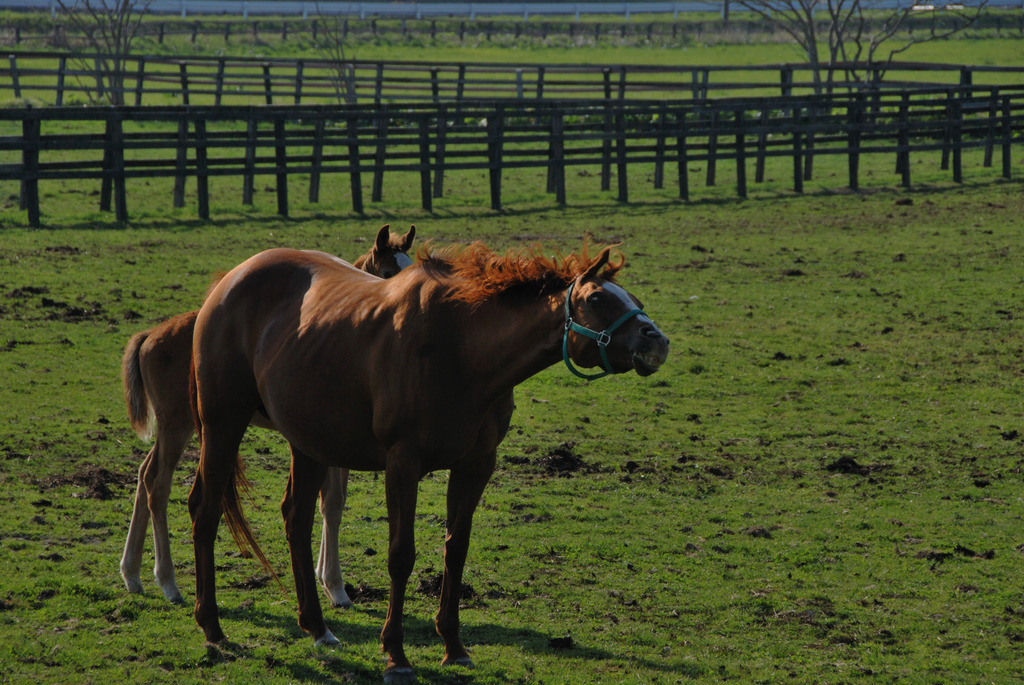 ＴＨＯＲＯＵＧＨＢＲＥＤ