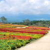 Flower World