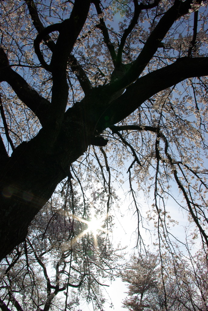 SAKURA