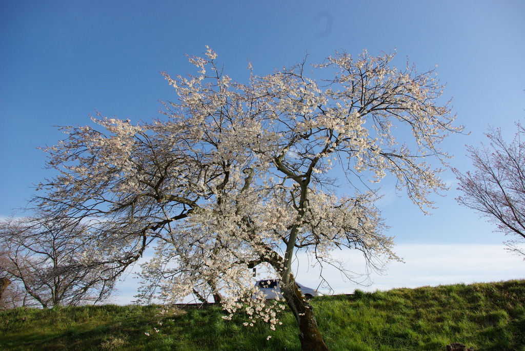 SAKURA