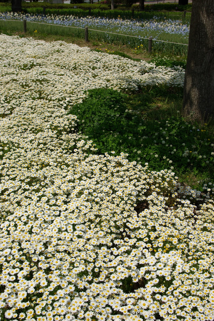 Living With Flowers