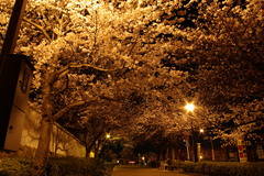夜桜デート☆