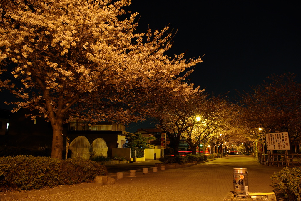 酔い桜