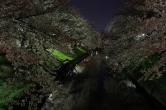 夜桜満開