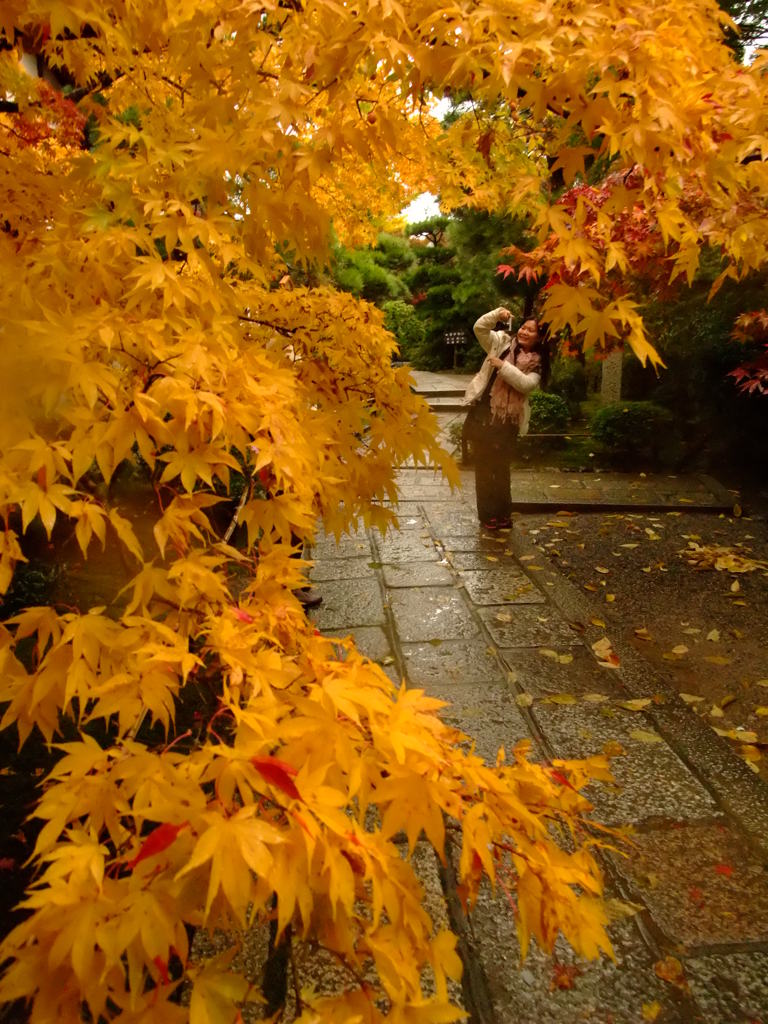 雨の京都　十二　～常寂光寺～