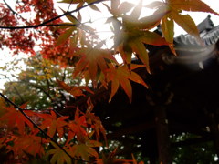 雨の京都　十一　～常寂光寺～