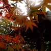 雨の京都　十一　～常寂光寺～