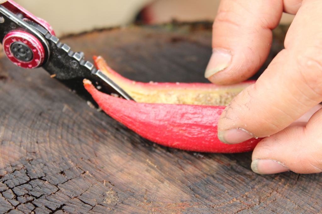 ツチアケビを割ってみる。