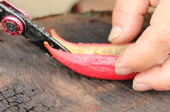 ツチアケビを割ってみる。