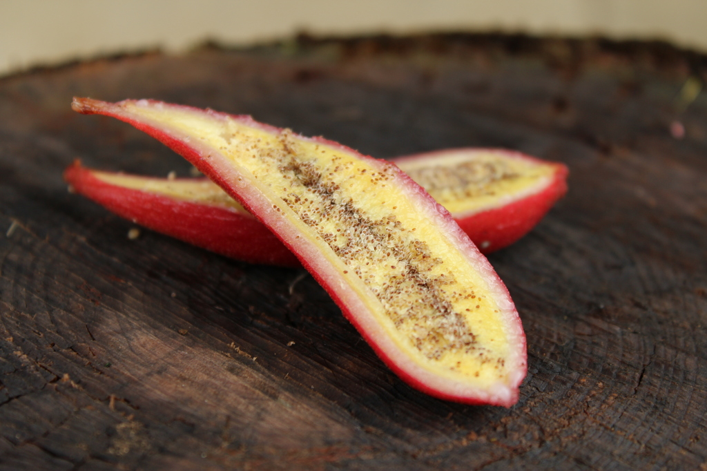 ツチアケビは美味しそう？！