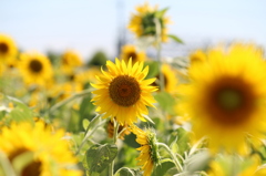 君だけを見ている。