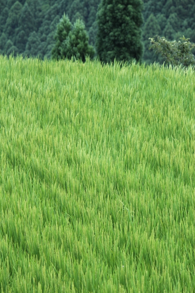 田