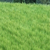 田
