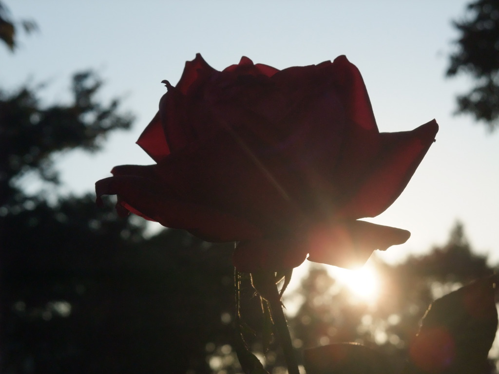 暮れてゆく・・・