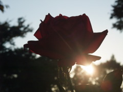 暮れてゆく・・・