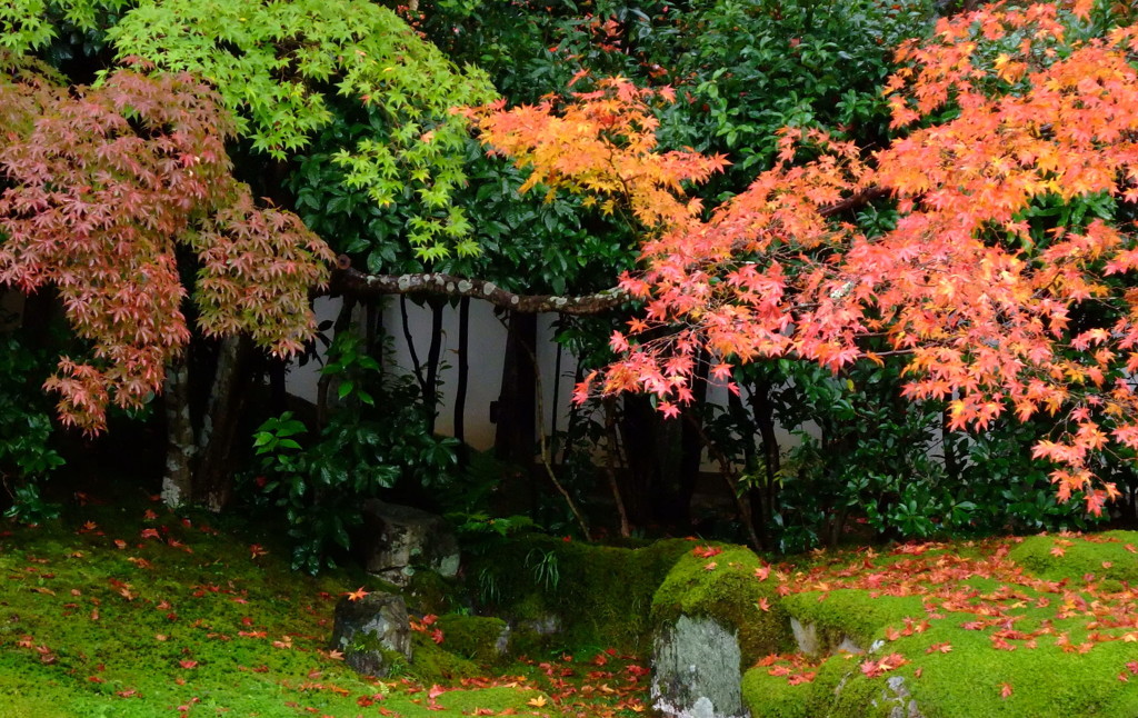 雨の京都　三　～清凉寺～