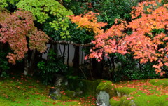 雨の京都　三　～清凉寺～