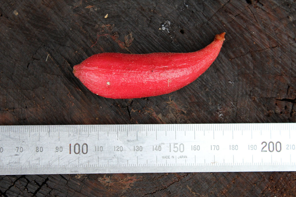 ツチアケビを調べる。