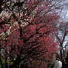 春の使者　　二　～大阪～