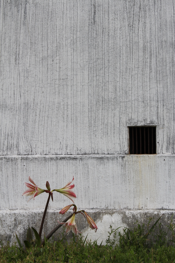 埼の花