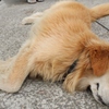 居眠り　アルくん　♪